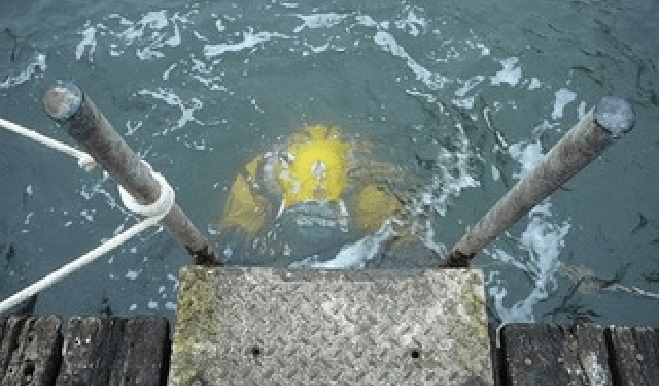 A diver in the water near a dock, adding a splash of color to the serene aquatic environment